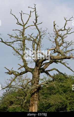Eine schwache sterbenden gemeinsame Eiche Quercus Robur, im zeitigen Frühjahr kommen in geringer Dichte Blatt in einen Hirsch Horn Form, April Stockfoto
