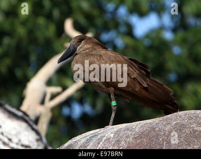 Hamerkop oder Hammerhead Storch (Scopus Umbretta) Stockfoto