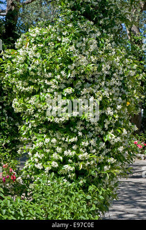 Blühende Jasmin, Jasminum Officinale, in einem mediterranen Garten auf die Bucht von Neapel in der Nähe von Sorrento im Mai Stockfoto