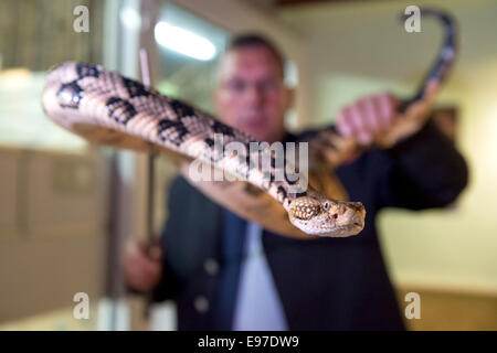 Brueggen, Deutschland. 21. Oktober 2014. Michael Harzbecker, Brandmeister und Director der Reptil-Gruppe der Feuerwehr Düsseldorf zeigt eine Holz-Klapperschlange (Crotalus Horridus Atricaudatus lat.), die konfisziert wurde von einem Drogenabhängigen, im Reptilienhaus im Zoo in Brueggen, Deutschland, 21. Oktober 2014. Remmel, der Nordrhein-Westfälischen Minister für Umwelt und Verbraucherschutz, erarbeitet eine Rechnung während einer Kabinettssitzung, die Handhabung von gefährlichen und giftigen Tieren zu begegnen. Bildnachweis: Dpa picture Alliance/Alamy Live News Stockfoto