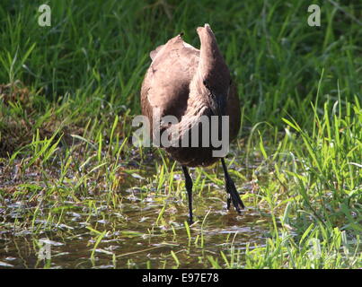 Hamerkop oder Hammerhead Storch (Scopus Umbretta) in Feuchtgebieten auf Nahrungssuche Stockfoto