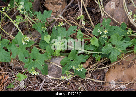 Weiße oder rote Zaunrübe Bryonia Dioica, kräftige Klettern wilde Pflanze in Blüte auf und eine alte Leylandii-Hecke Stockfoto