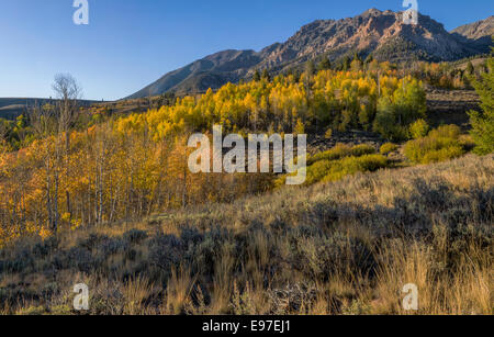 Aspen in Herbstfarben schmücken die Hügel Seiten der Boulder Mountain Range in Zentral-Idaho. Stockfoto