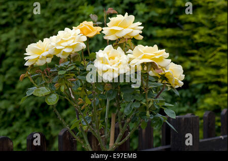 Eine duftende standard gelbe rose 'Arthur Bell' in Blüte Stockfoto