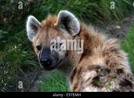 Afrikanische entdeckt oder lachende Hyäne in Nahaufnahme, schaut in die Kamera Stockfoto