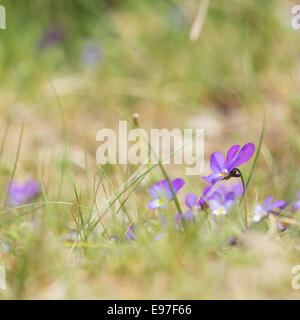Kleine lila Düne Stiefmütterchen in der Natur Stockfoto