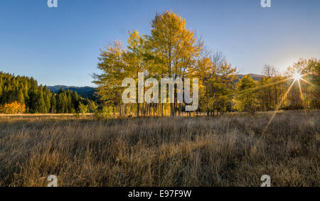 Aspen in Herbstfarben schmücken die Hügel Seiten der Boulder Mountain Range in Zentral-Idaho. Stockfoto