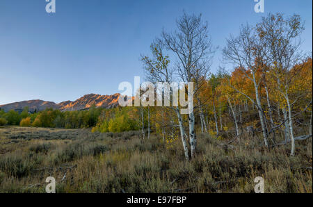 Aspen in Herbstfarben schmücken die Hügel Seiten der Boulder Mountain Range in Zentral-Idaho. Stockfoto