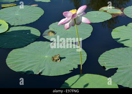Zwei niedliche Frösche auf Lotus lässt eine große rosa Blume im Teich beobachten