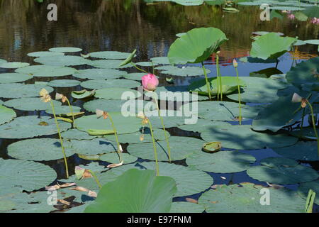 Lotus Knospen und Blätter in den Teich mit Fröschen, eine Ringelnatter in der Ferne Stockfoto