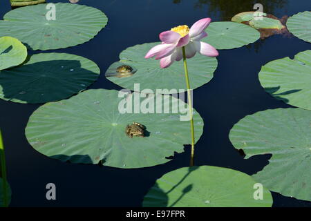 Zwei Frösche auf Lotusblätter und eine rosa Blume im Teich Stockfoto