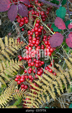 Schwarz-Zaunrübe Tamus Communis Beeren in Hecke Mitte Oktober Stockfoto