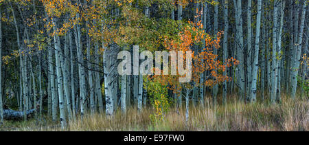 Aspen in Herbstfarben schmücken die Hügel Seiten der Boulder Mountain Range in Zentral-Idaho. Stockfoto