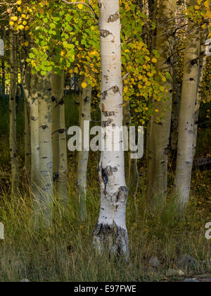 Aspen in Herbstfarben schmücken die Hügel Seiten der Boulder Mountain Range in Zentral-Idaho. Stockfoto