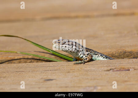 Gemeinsame oder lebendgebärend Eidechse Lacerta Vivipara peeping aus Promenade am Naturschutzgebiet Stockfoto