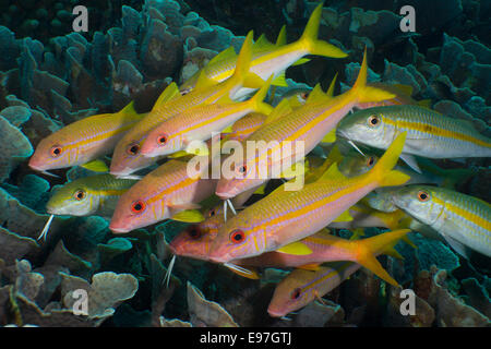 Kleine Schule des Gelbflossen Goatfish. Stockfoto