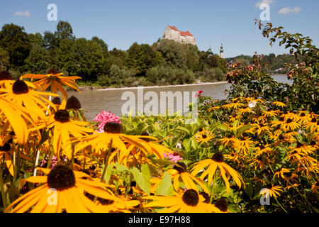 gelbe Sommerblumen auf der Salzach und die Burg in Burghausen, Bayern, Deutschland, Europa Stockfoto