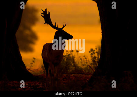 Damhirschen Cervus Dama Buck im Abendlicht Stockfoto