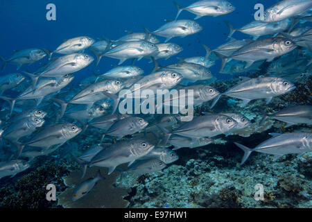 Schule der Bigeye Makrelen. Stockfoto