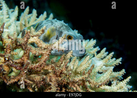 Nahaufnahme von einem Kugelfisch blau getupft inmitten einer Stony Koralle Acropora-Familie. Stockfoto