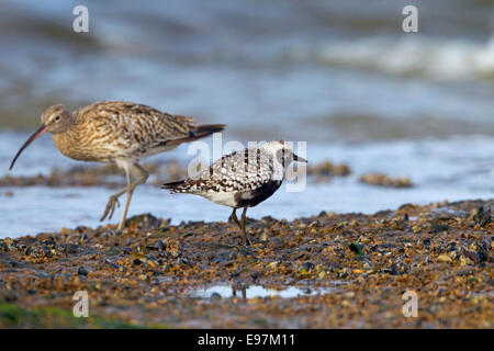 Kiebitzregenpfeifer Pluvialis squatarola im Sommer Gefieder und Curlew Fütterung auf Wattenmeer Stockfoto