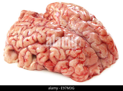 Gehirn einer Kuh auf weißem Hintergrund Stockfoto