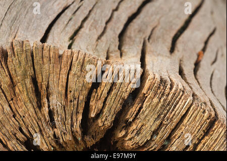 verwitterte Kastanien stumpf des toten Baum vertrocknet und gebrochene Form über Markstrahlen und Jahresringe verwendet in aus Getreide Stockfoto