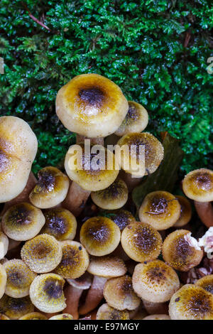 Hallimasch (Armillaria Mellea). Stockfoto