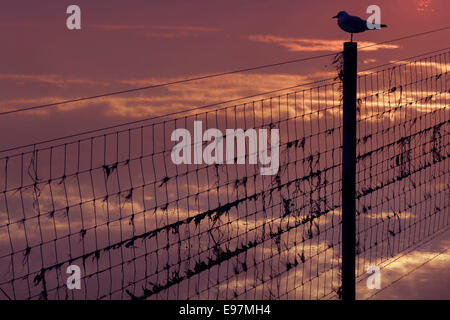 Black-headed Möwen Larus ridibundus im Winter Gefieder in Silhouette bei Sonnenuntergang Stockfoto