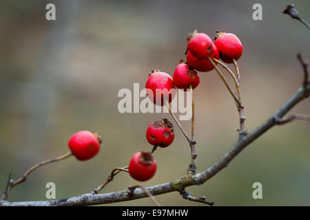 Gemeinsamen Weißdorn oder einzelne ausgesät Weißdorn (Crataegus Monogyna) Früchte. Stockfoto