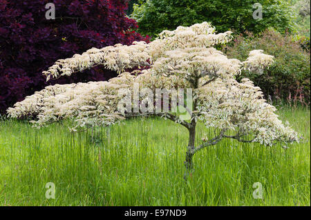 Der Garten in Antony, Torpoint, Cornwall. Ein „Hochzeitstortenbaum“ (Cornus controversa variegata) im Gartenfeld Stockfoto