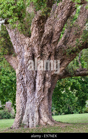 Die Gärten in Antony, Torpoint, Cornwall, Großbritannien. Die riesige Korkeiche (quercus suber) auf dem Rasen der Cork Eiche in der Nähe des Hauses ist ein „Champion Tree“ Stockfoto