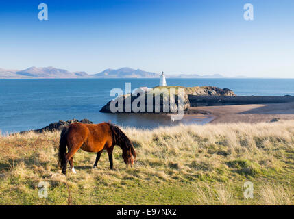 Llanddwyn Insel Anglesey Wales UK Nordstrand Leuchtturm Pony Weiden mit Blick auf die Berge der Halbinsel Llyn Stockfoto