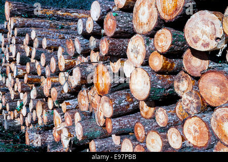 Stämmen gefällter Bäume. Gorbeia Naturpark. Biskaya, Baskisches Land, Spanien, Europa. Stockfoto