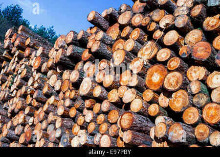 Stämmen gefällter Bäume. Gorbeia Naturpark. Biskaya, Baskisches Land, Spanien, Europa. Stockfoto