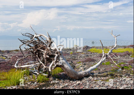 Toter Baum an den felsigen Ufern des St. Lawrence River in der Nähe von Kamouraska, Provinz Quebec, Kanada. Stockfoto