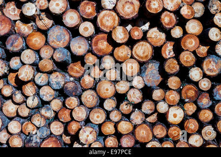 Stämmen gefällter Bäume. Gorbeia Naturpark. Biskaya, Baskisches Land, Spanien, Europa. Stockfoto