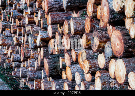 Stämmen gefällter Bäume. Gorbeia Naturpark. Biskaya, Baskisches Land, Spanien, Europa. Stockfoto