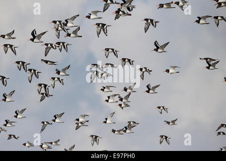 Austernfischer, Haematopus Ostralegus, Herde von Vogel im Flug, Lancashire, Oktober 2014 Stockfoto