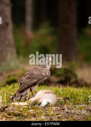 Nördlichen Habicht [Accipter Gentilis] Wald inmitten der Fütterung auf ein wilden Kaninchen. Stockfoto