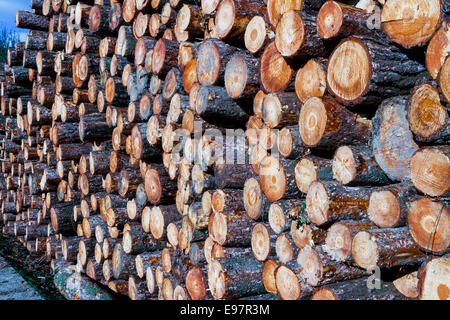 Stämmen gefällter Bäume. Gorbeia Naturpark. Biskaya, Baskisches Land, Spanien, Europa. Stockfoto