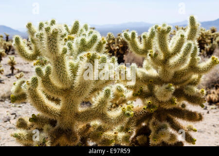 Cholla Cactus (Cylindropuntia Bigelovii) in der Cholla Cactus Garden, Joshua Tree Nationalpark, Southern California, USA Stockfoto