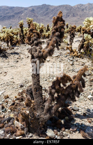 Verbrannte Cholla Cactus (Cylindropuntia Bigelovii) in Cholla Cactus Garden, Joshua Tree Nationalpark, Kalifornien, USA Stockfoto