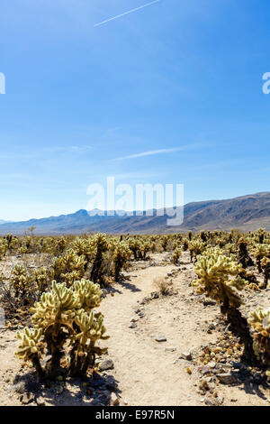 Trail in Cholla Kakteen (Cylindropuntia Bigelovii) in Cholla Cactus Garden, Joshua Tree National Park, Kalifornien, USA Stockfoto