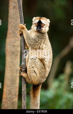 Gemeinsamen brauner Lemur, Eulemur Fulvus, Vakôna Forest Lodge, Andasibe, Madagaskar Stockfoto