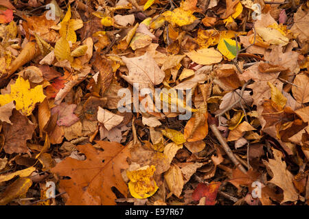 Ländliche Wald am Höhepunkt der Herbstsaison. Stockfoto