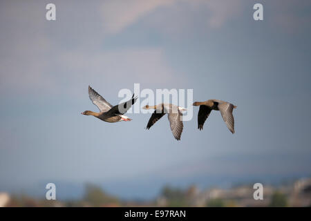 Pink-footed Goose, Anser Brachyrhynchus, Herde von Vogel im Flug, Lancashire, Oktober 2014 Stockfoto