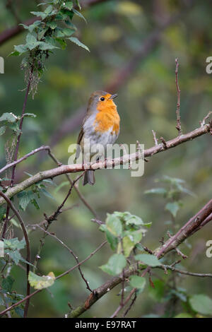 Robin, Erithacus Rubecula, einziger Vogel auf Zweig singen, Warwickshire, Oktober 2014 Stockfoto