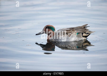 Teal, Anas Vogelarten, einzelnes Männchen auf dem Wasser, Lancashire, Oktober 2014 Stockfoto