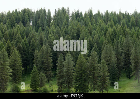 Ein Stand von Kiefern, die reif für die Ernte Stockfoto